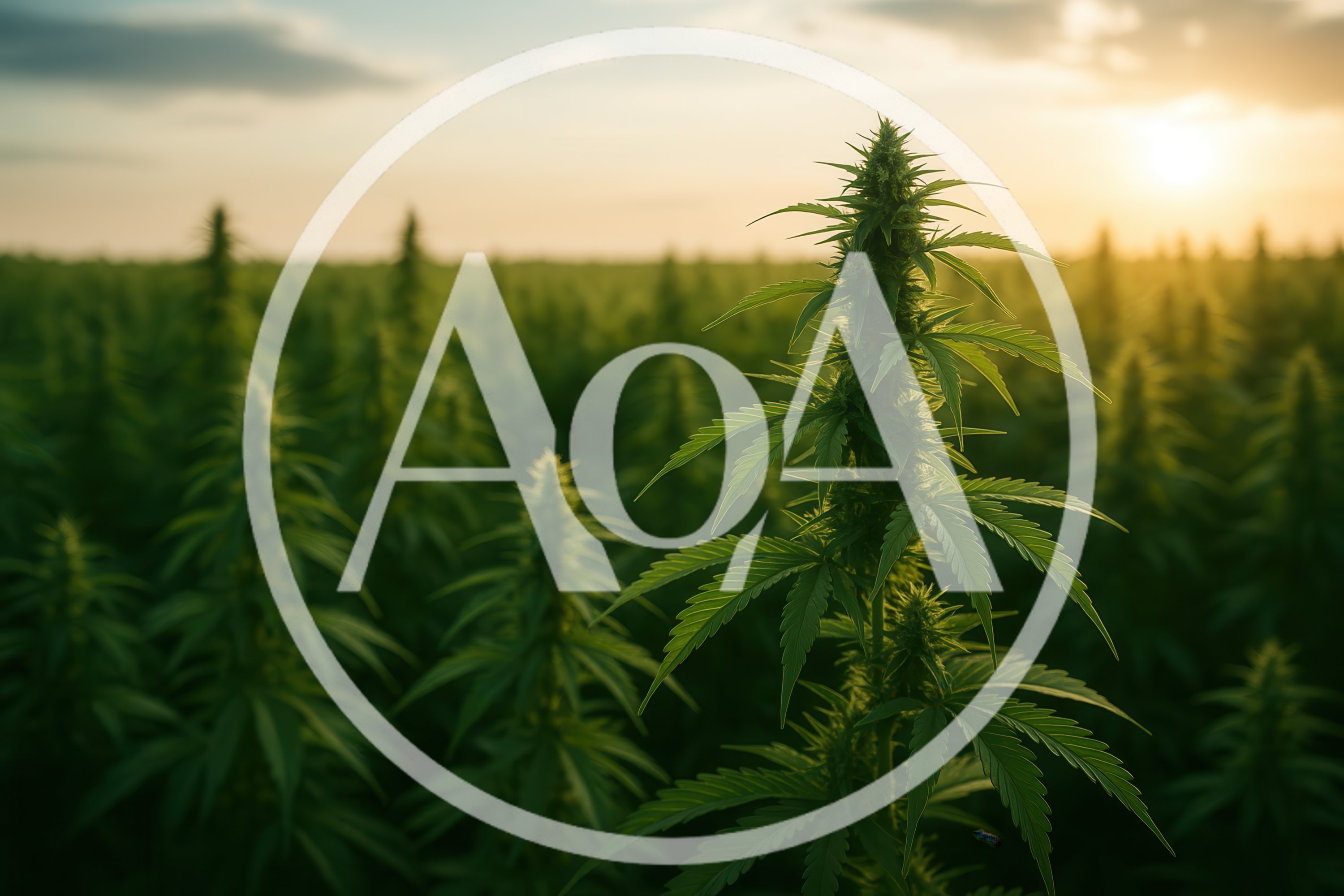 Cannabis Plants Growing In A Field At Sunset