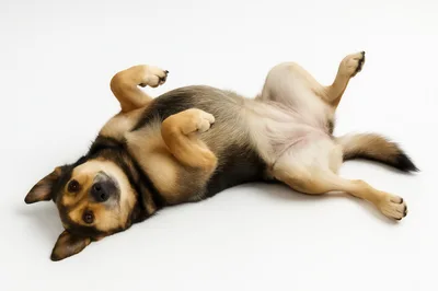 Cute Mixed Breed Dog Lying On Its Back