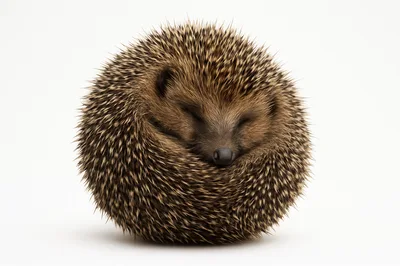 Sleeping Hedgehog Curled Into A Tight Ball