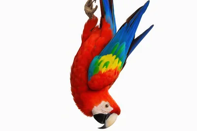 Scarlet Macaw Hanging Upside Down
