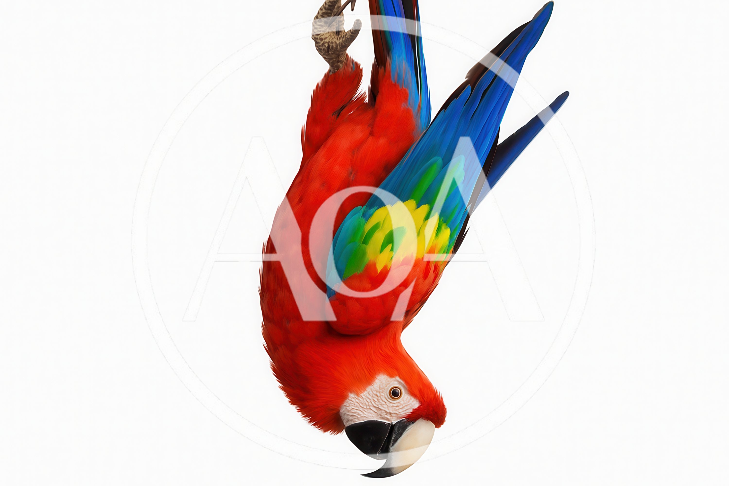 Scarlet Macaw Hanging Upside Down