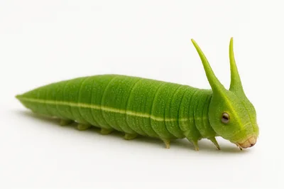 Green Caterpillar With Horns On White Background