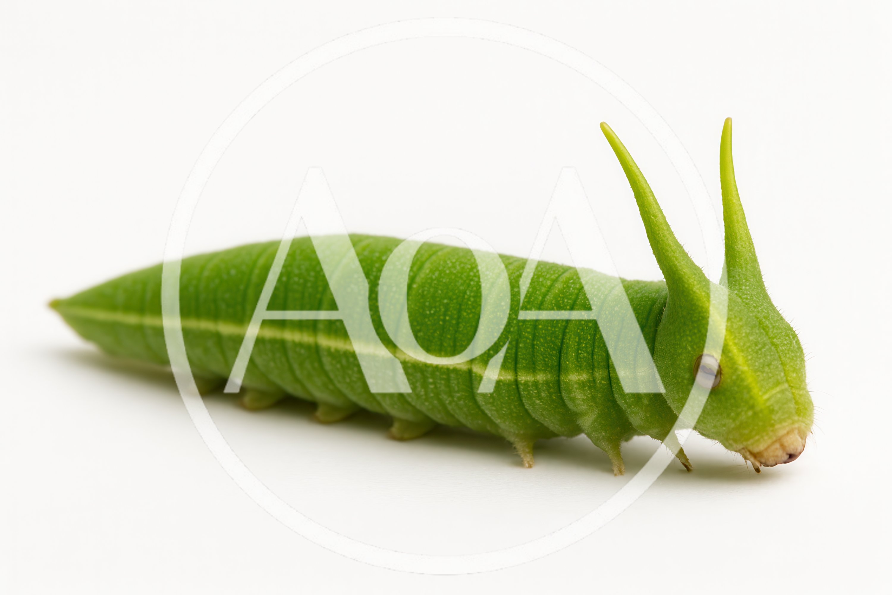Green Caterpillar With Horns On White Background