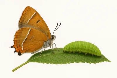 Brown Hairstreak Butterfly And Green Caterpillar On Leaf