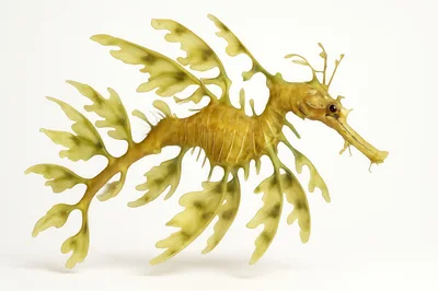 Leafy Seadragon Swimming Against A Plain White Background