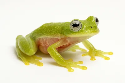 Glass Frog With Translucent Skin On White Background