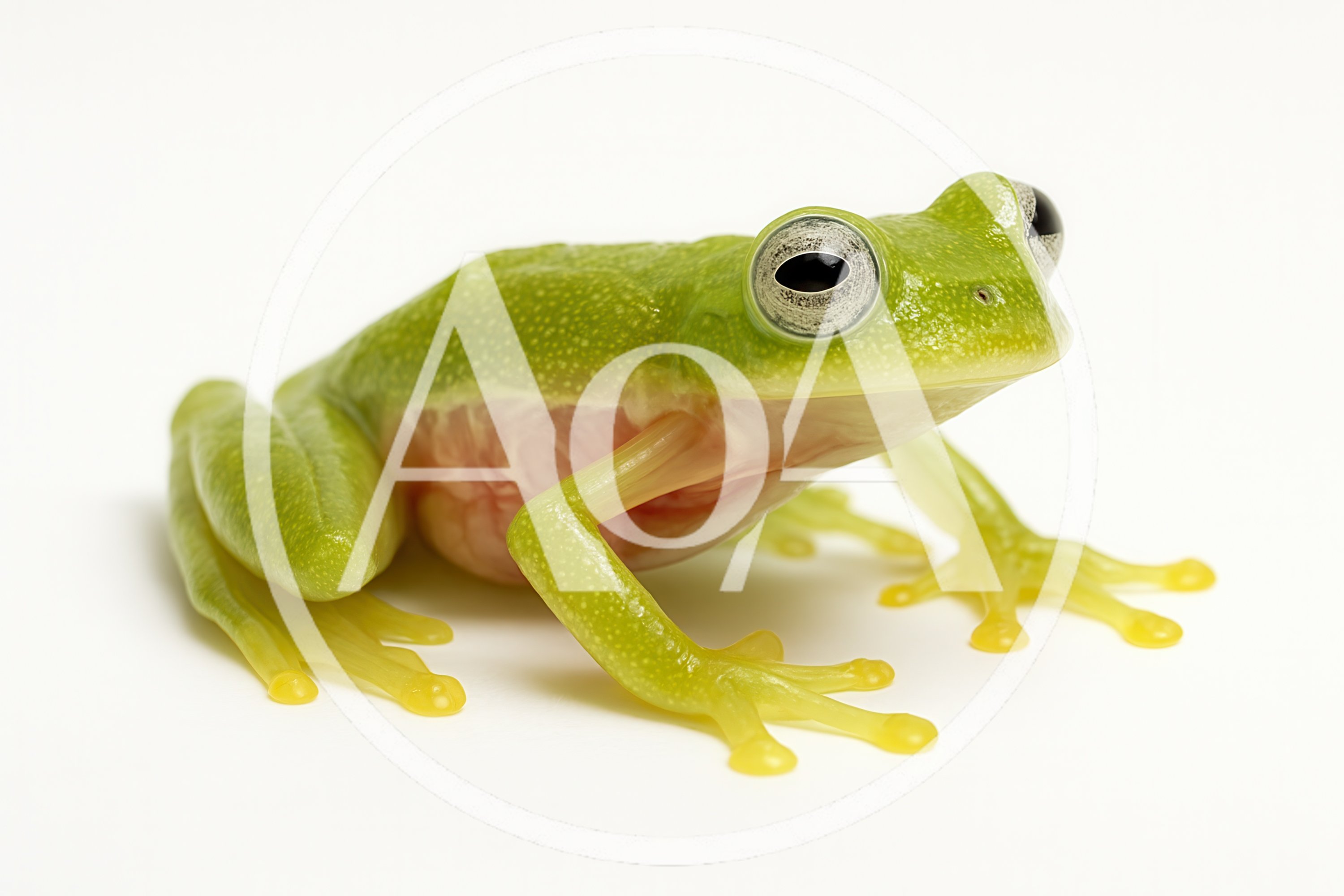 Glass Frog With Translucent Skin On White Background