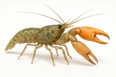 Crayfish With Distinctive Orange Claws Isolated On White