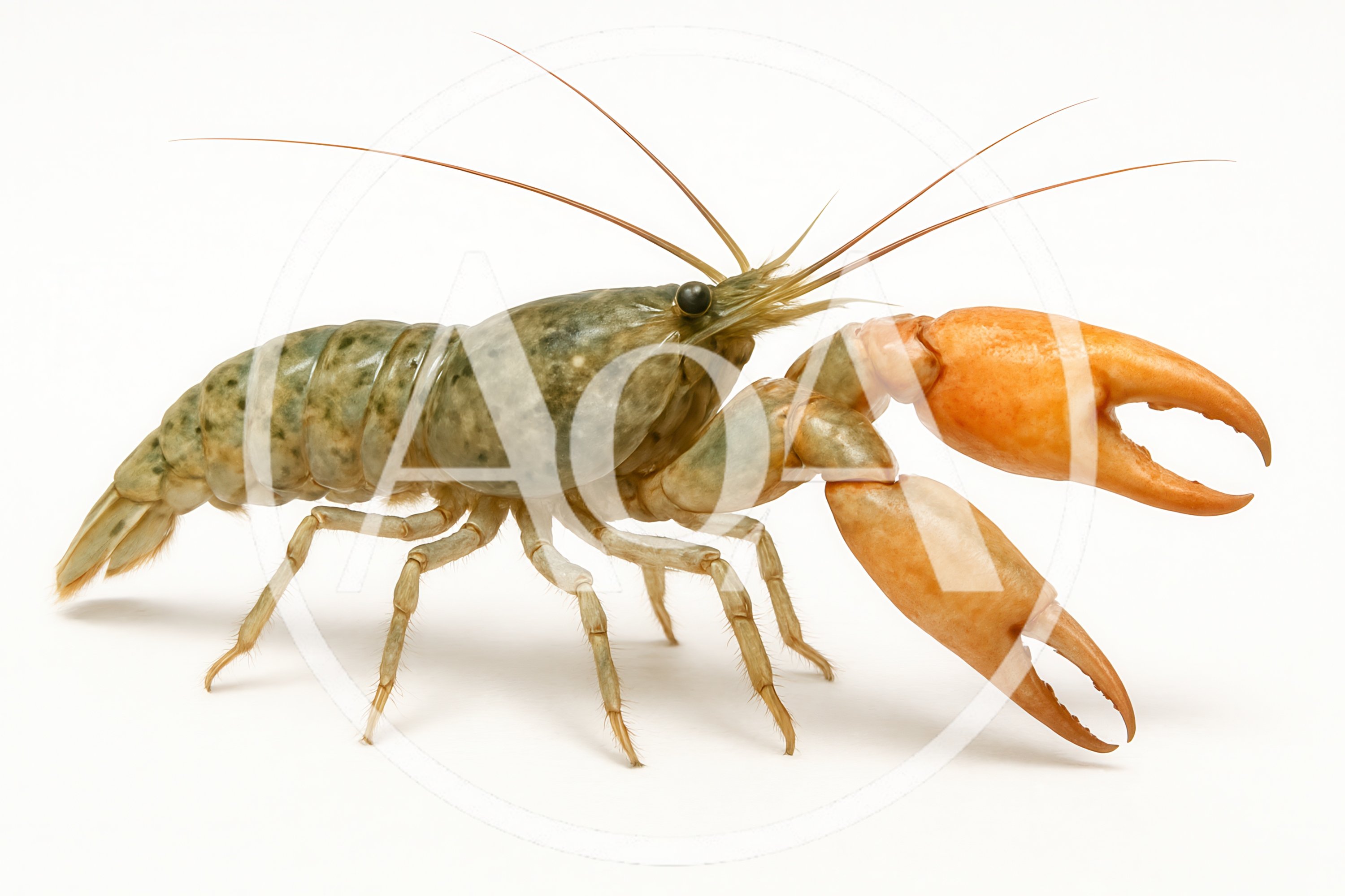 Crayfish With Distinctive Orange Claws Isolated On White