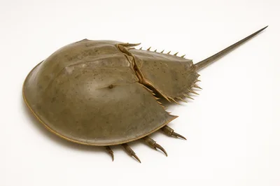 Horseshoe Crab Shell Isolated On White Background