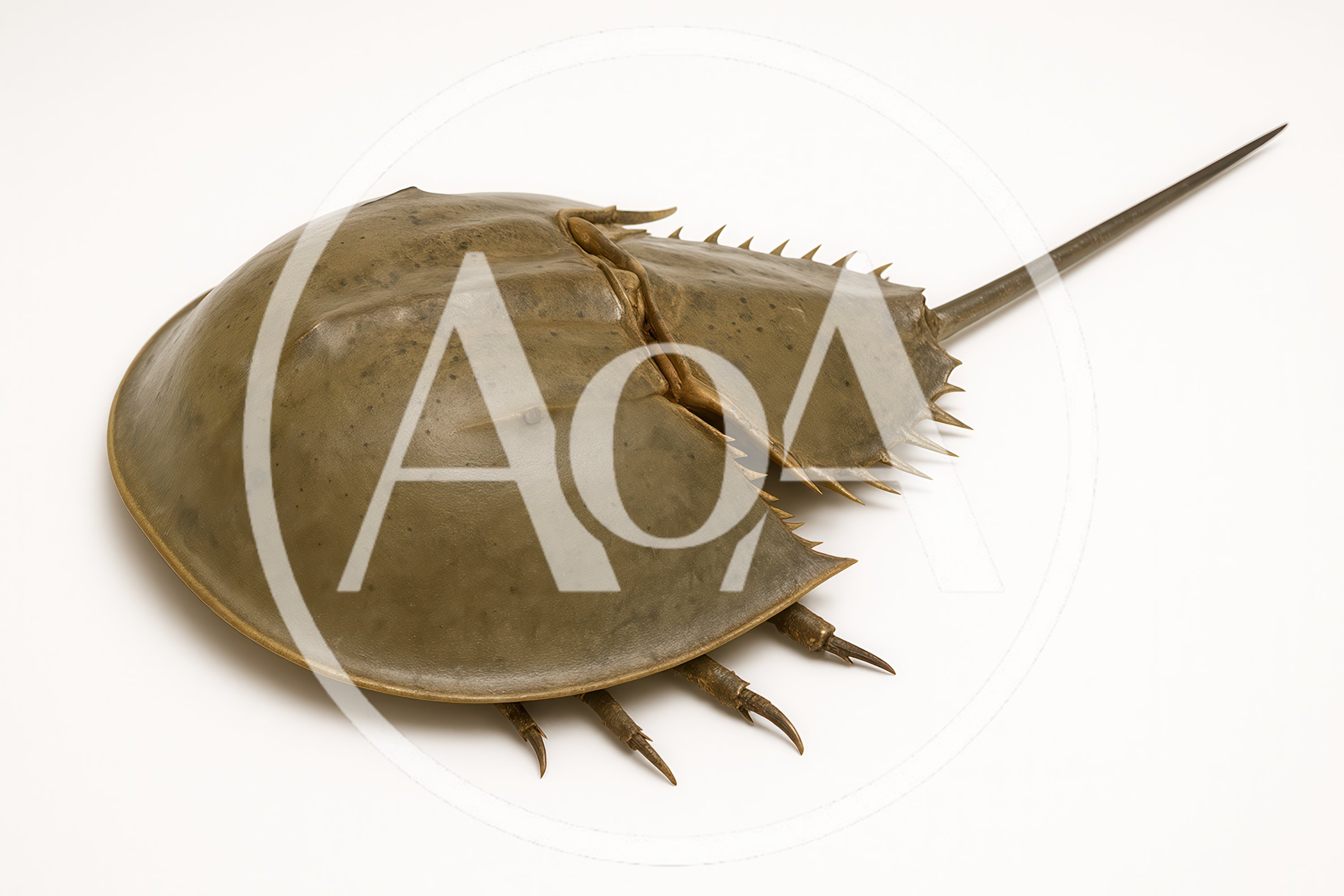 Horseshoe Crab Shell Isolated On White Background