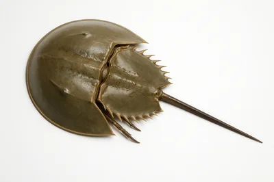 Horseshoe Crab Shell Isolated On White Background