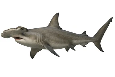 Realistic Hammerhead Shark Swimming Isolated On White Background