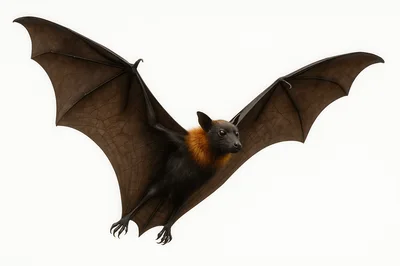 Flying Fruit Bat With Spread Wings