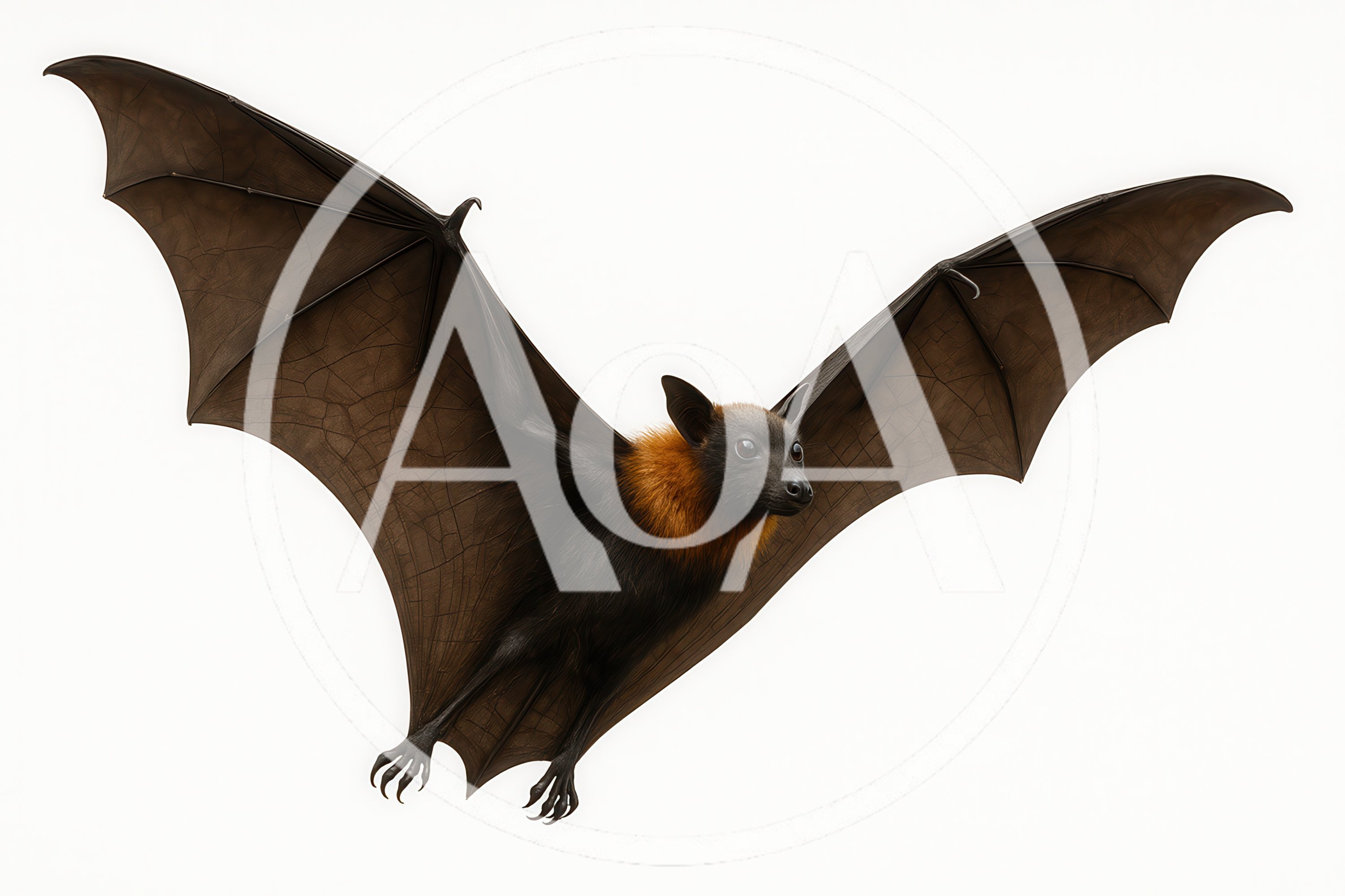 Flying Fruit Bat With Spread Wings