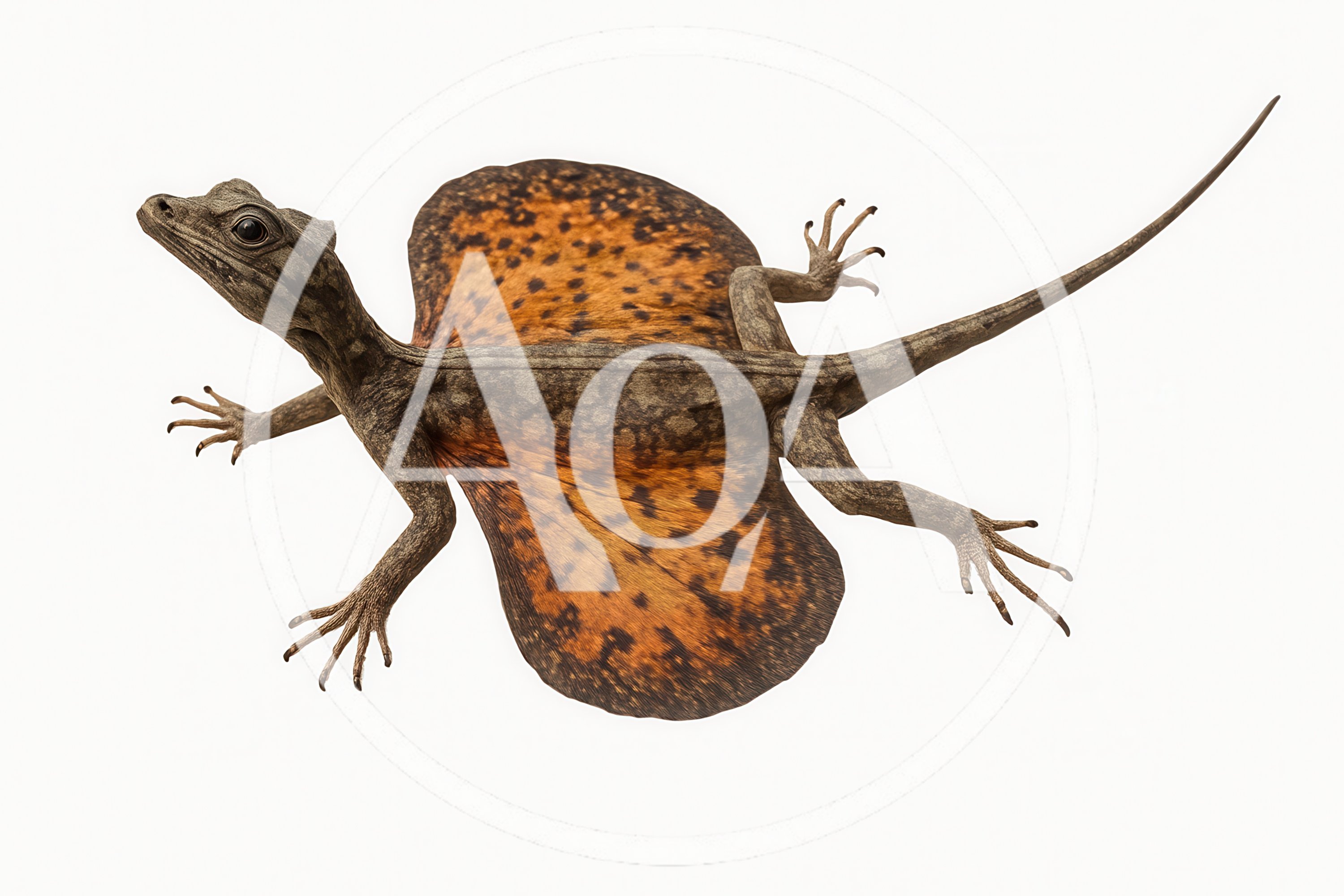Flying Dragon Lizard Isolated On White Background
