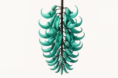 Jade Vine Flower Cluster Isolated On White Background