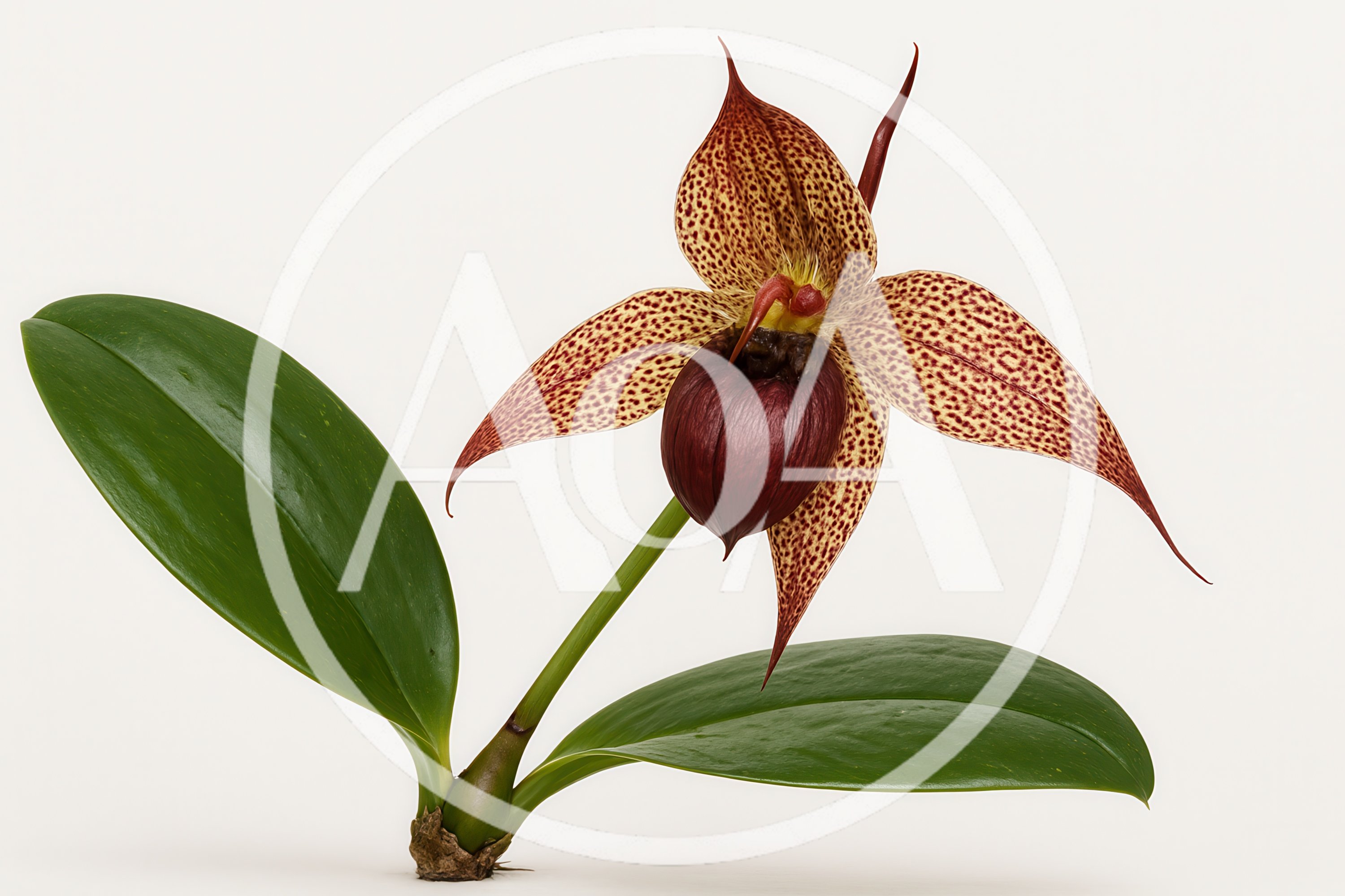 Paphiopedilum Orchid Flower With Green Leaves