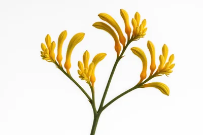 Yellow Kangaroo Paw Flowers Isolated On White Background