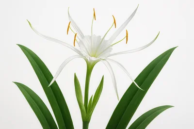 Single White Spider Lily Flower With Green Leaves