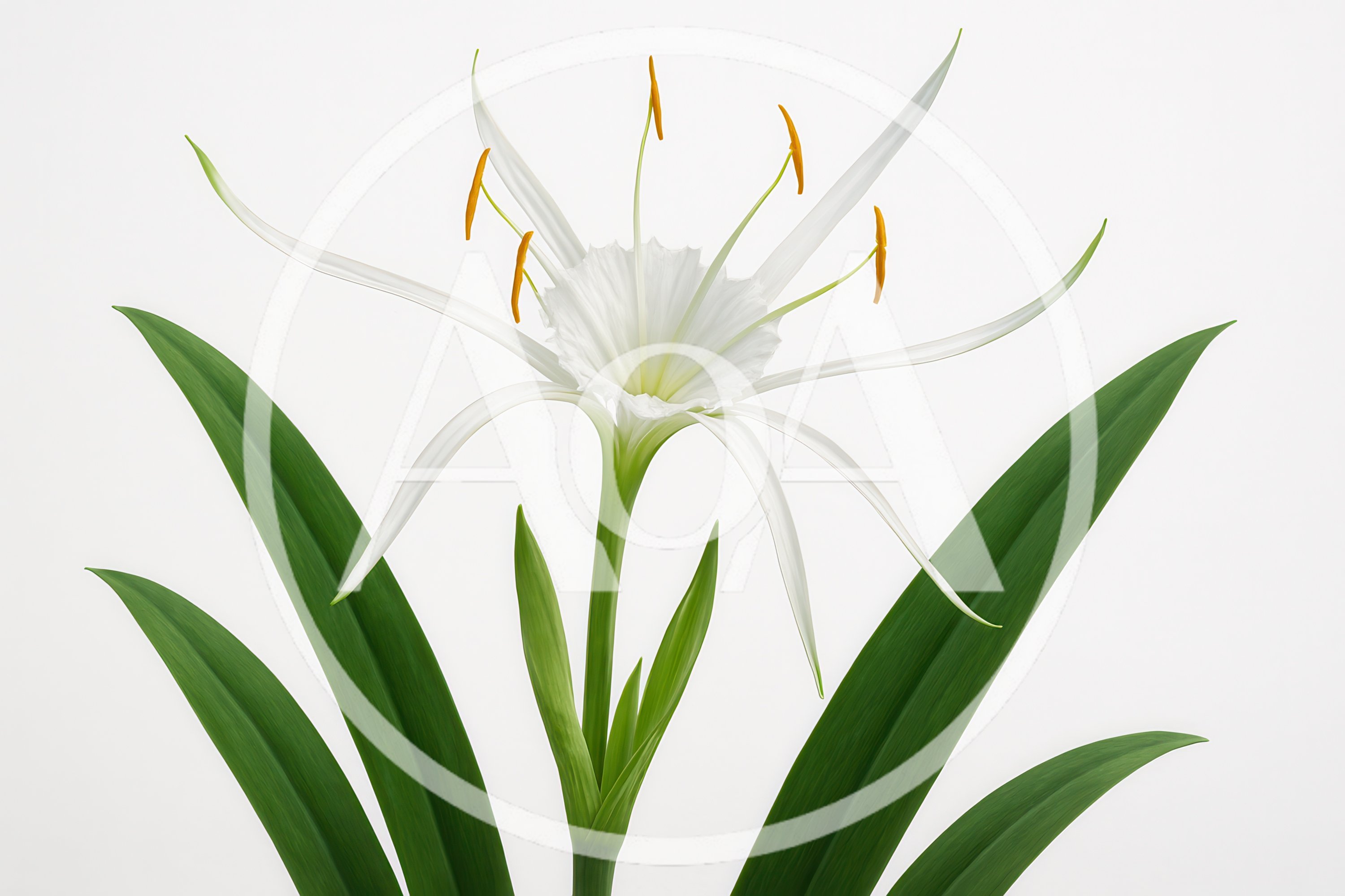 Single White Spider Lily Flower With Green Leaves