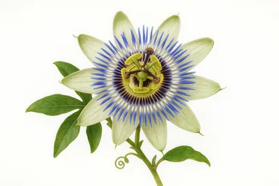 Detailed Passion Flower Bloom With Green Leaves