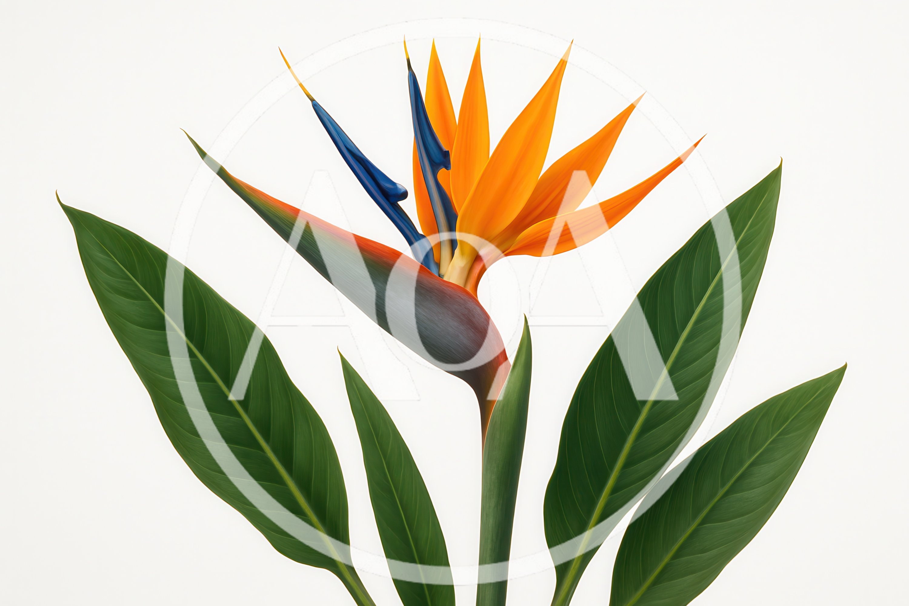 Bird of Paradise Flower on White Background