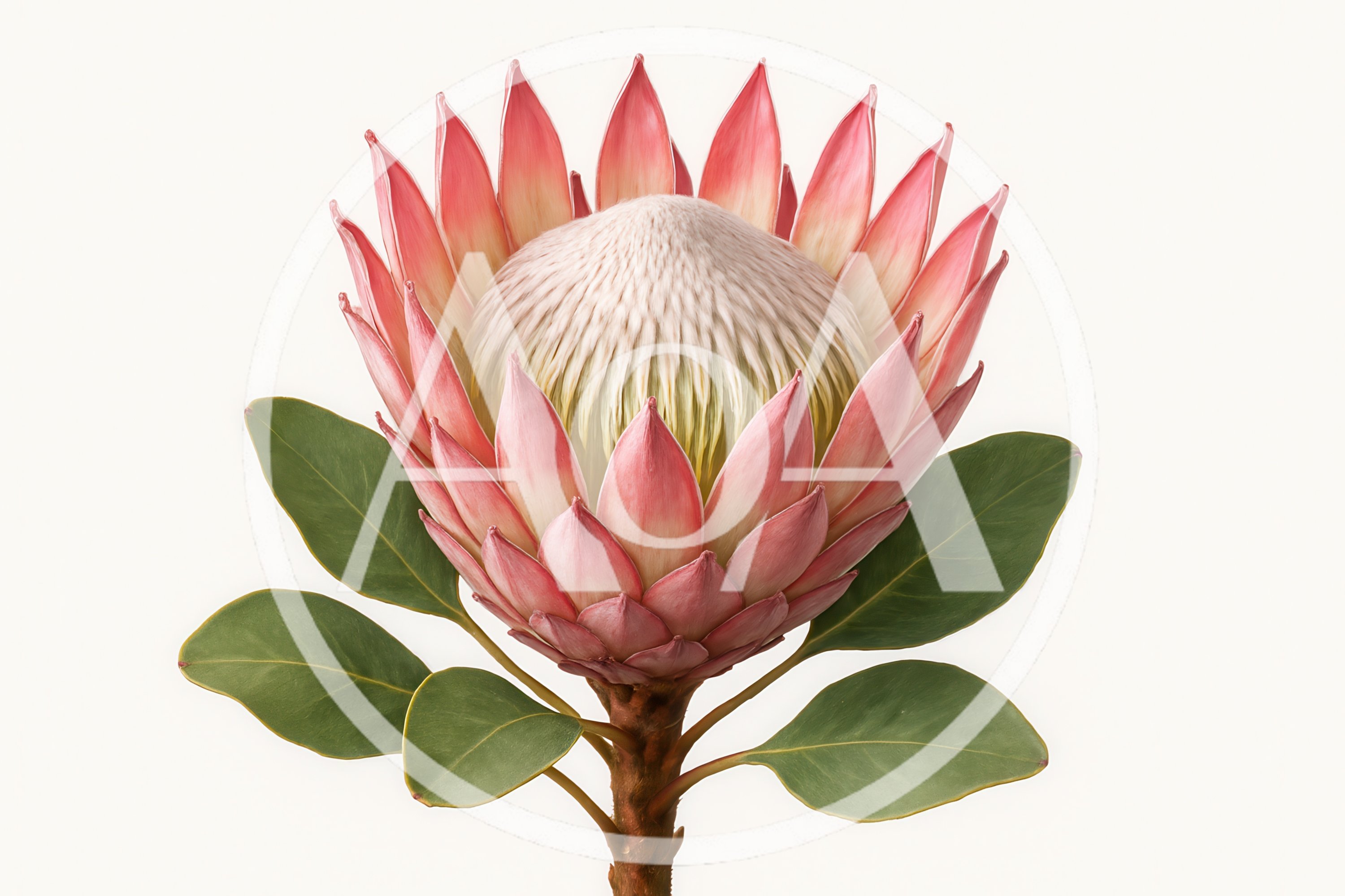 King Protea Flower Isolated On White Background