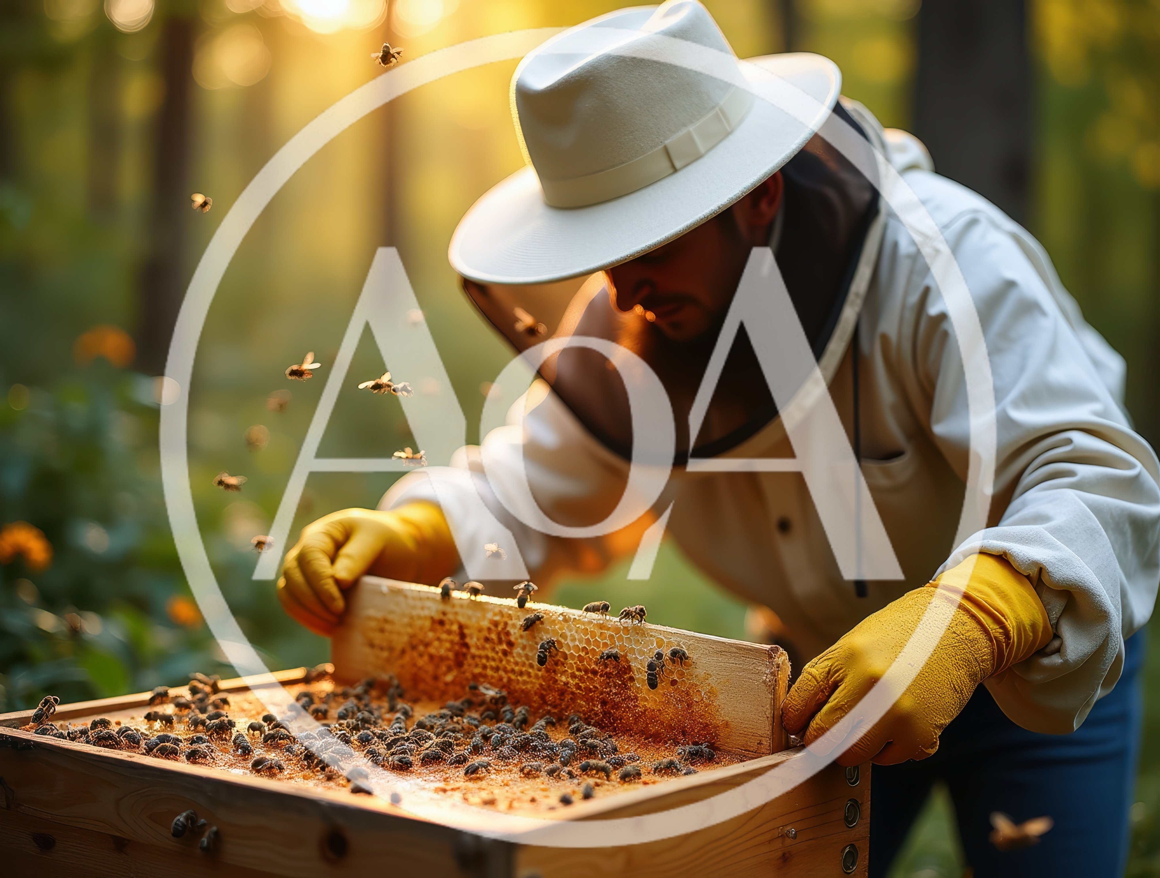 Beekeeper Inspecting Honeycomb Frame In Apiary