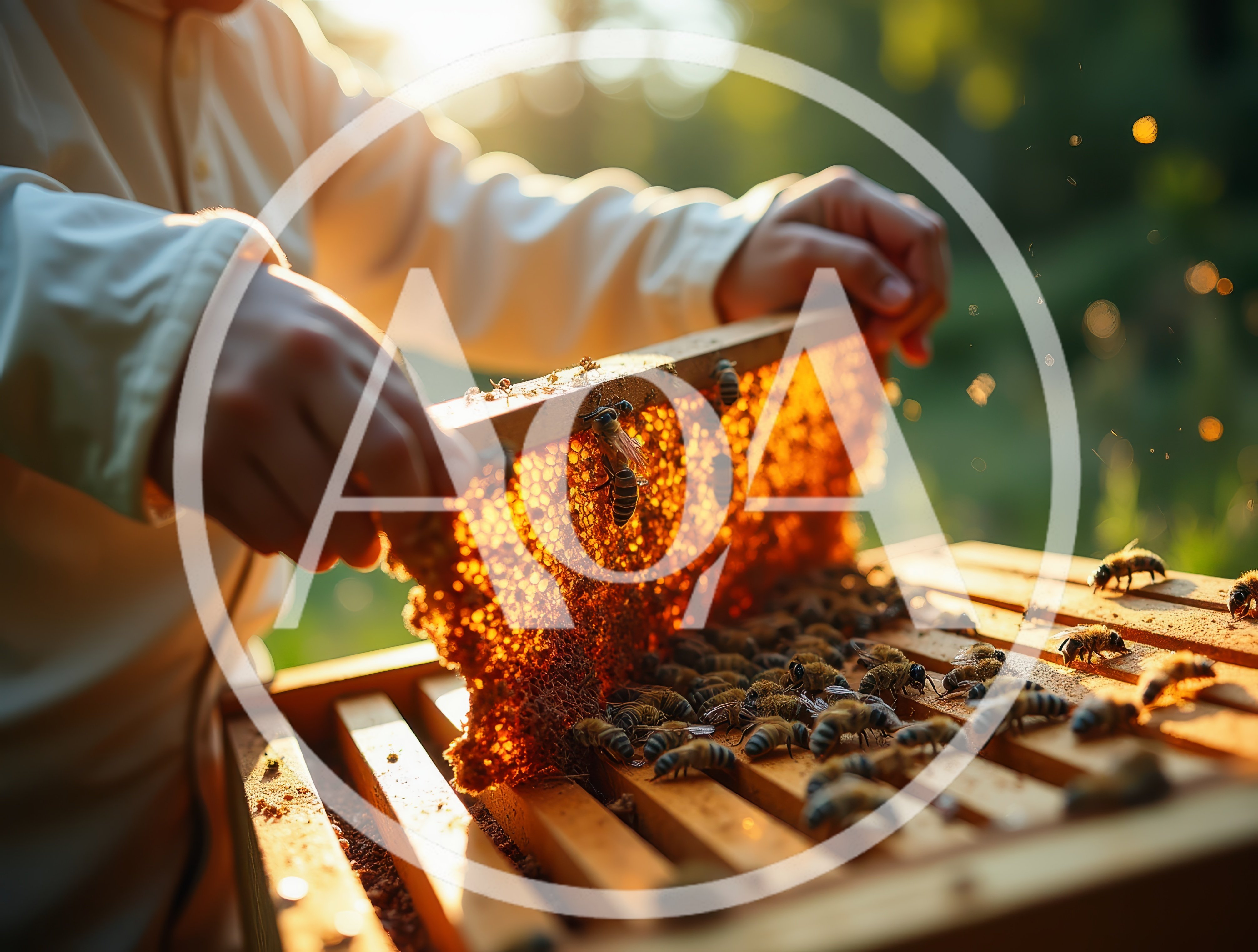 Beekeeper Inspecting Honeycomb Frame In Apiary