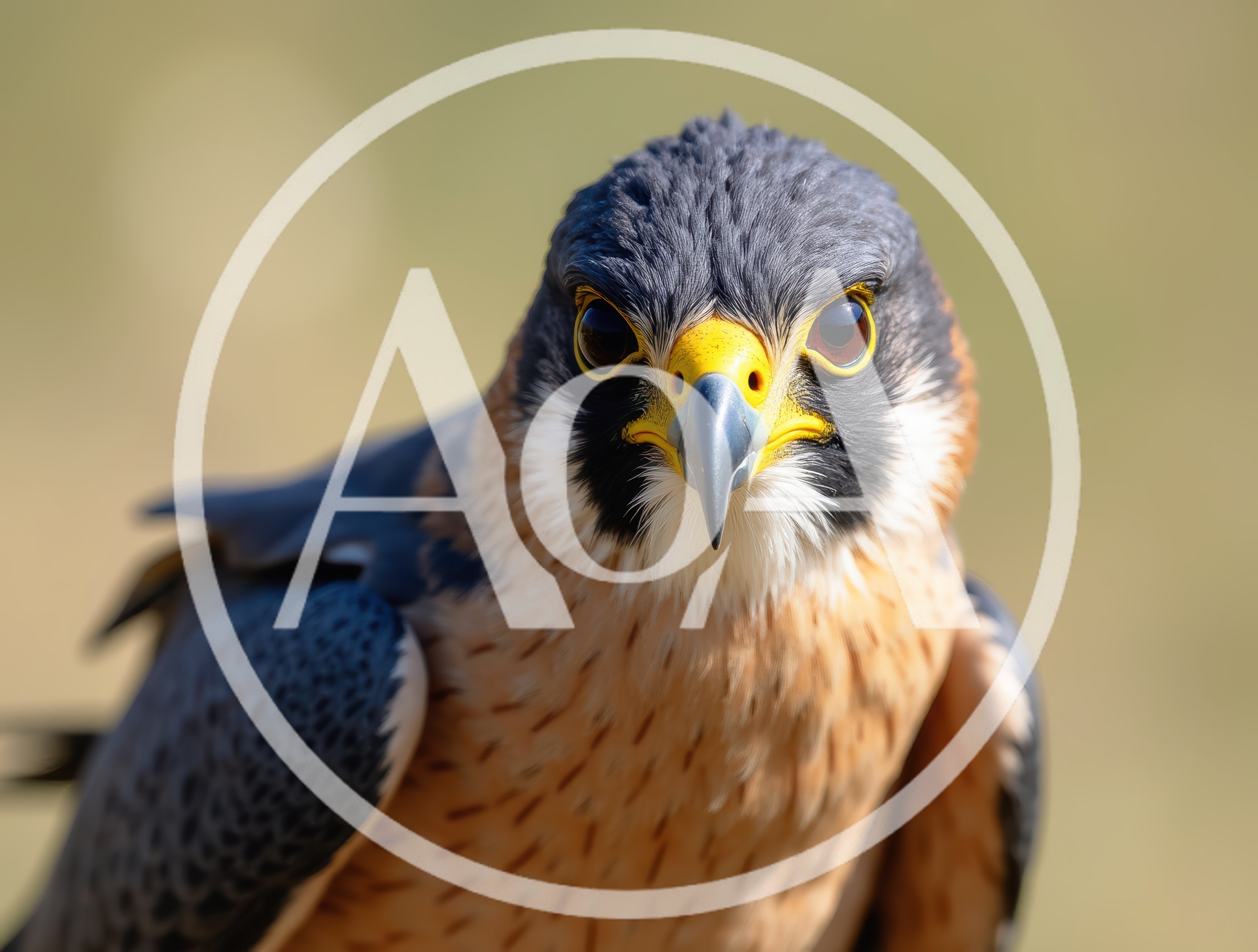 Close Up Portrait Of A Peregrine Falcon