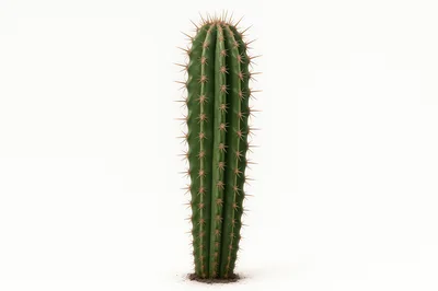 Single Columnar Cactus Plant Isolated On White Background