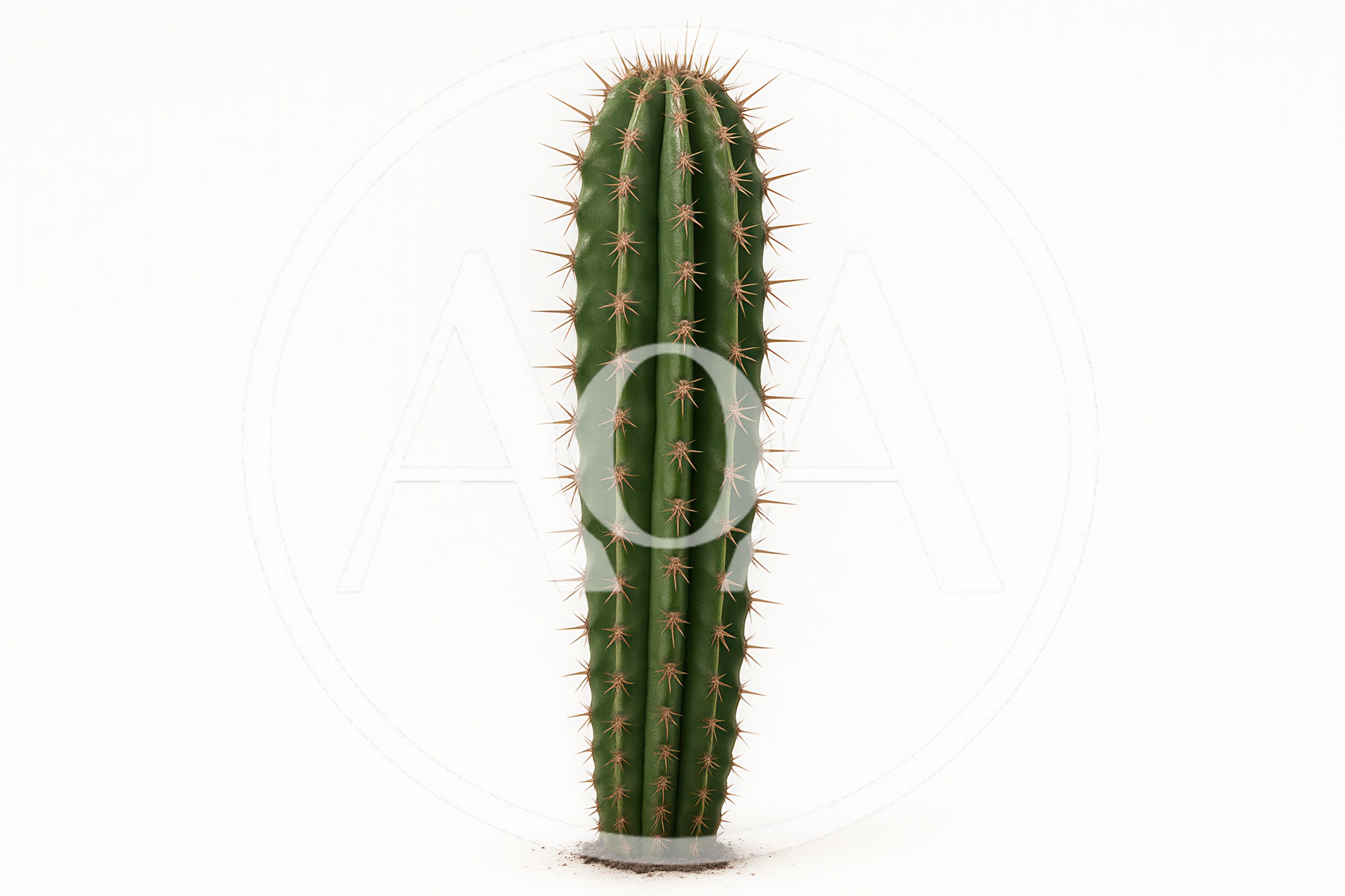 Single Columnar Cactus Plant Isolated On White Background