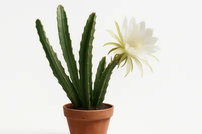 Blooming Cactus Plant in a Terracotta Pot