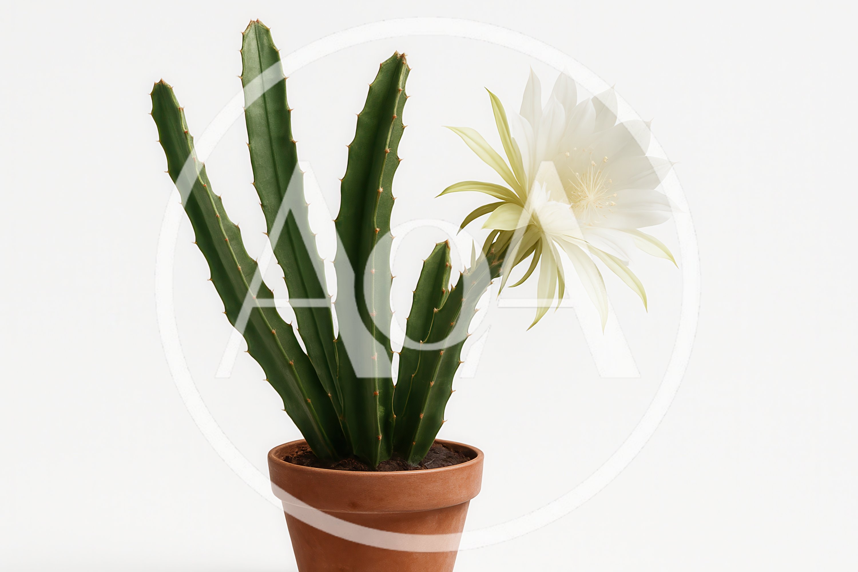 Blooming Cactus Plant in a Terracotta Pot