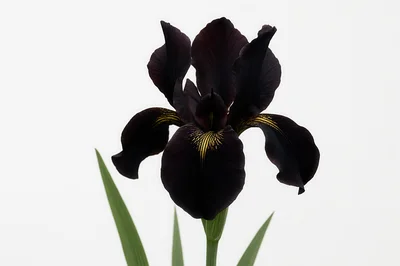 Single Dark Purple Iris Flower Against White Background