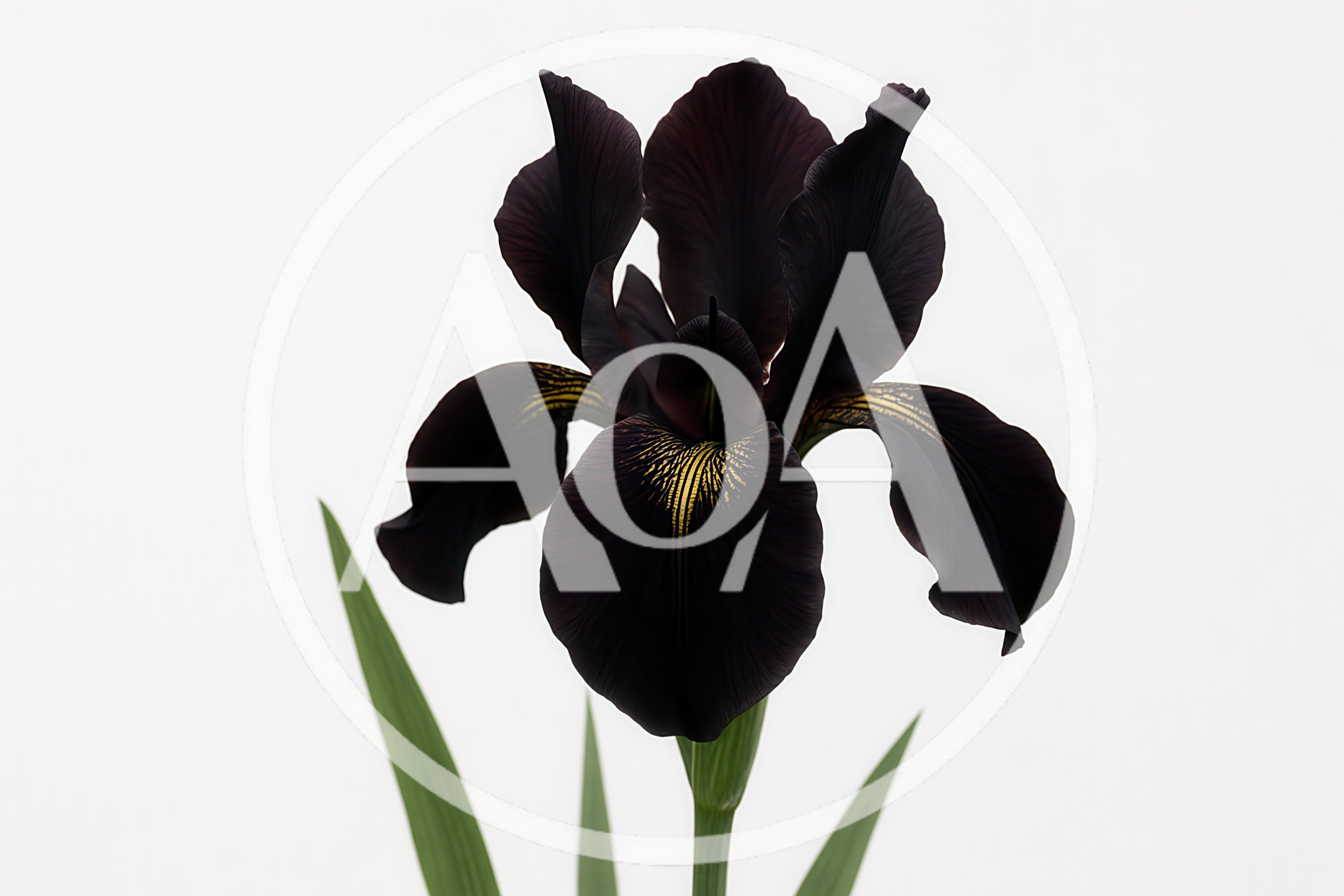 Single Dark Purple Iris Flower Against White Background