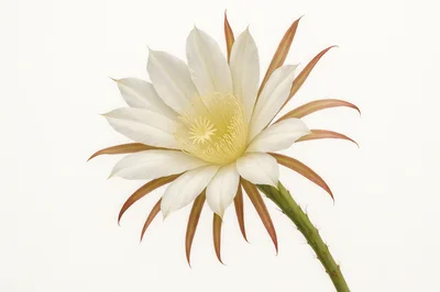 Blooming Night Blooming Cereus Cactus Flower