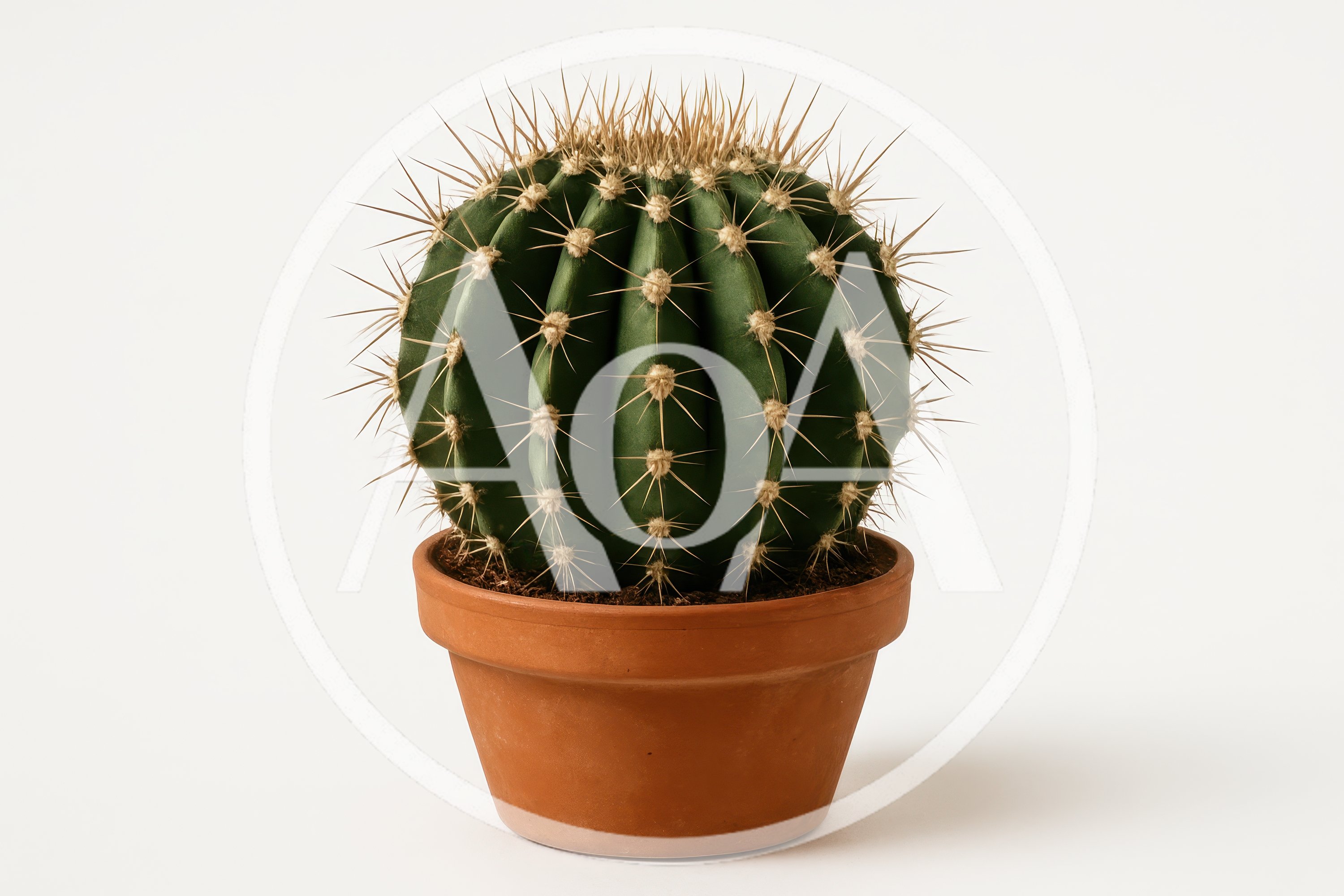 Potted Golden Barrel Cactus On White Background