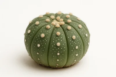 Astrophytum Asterias Cactus Isolated On White Background