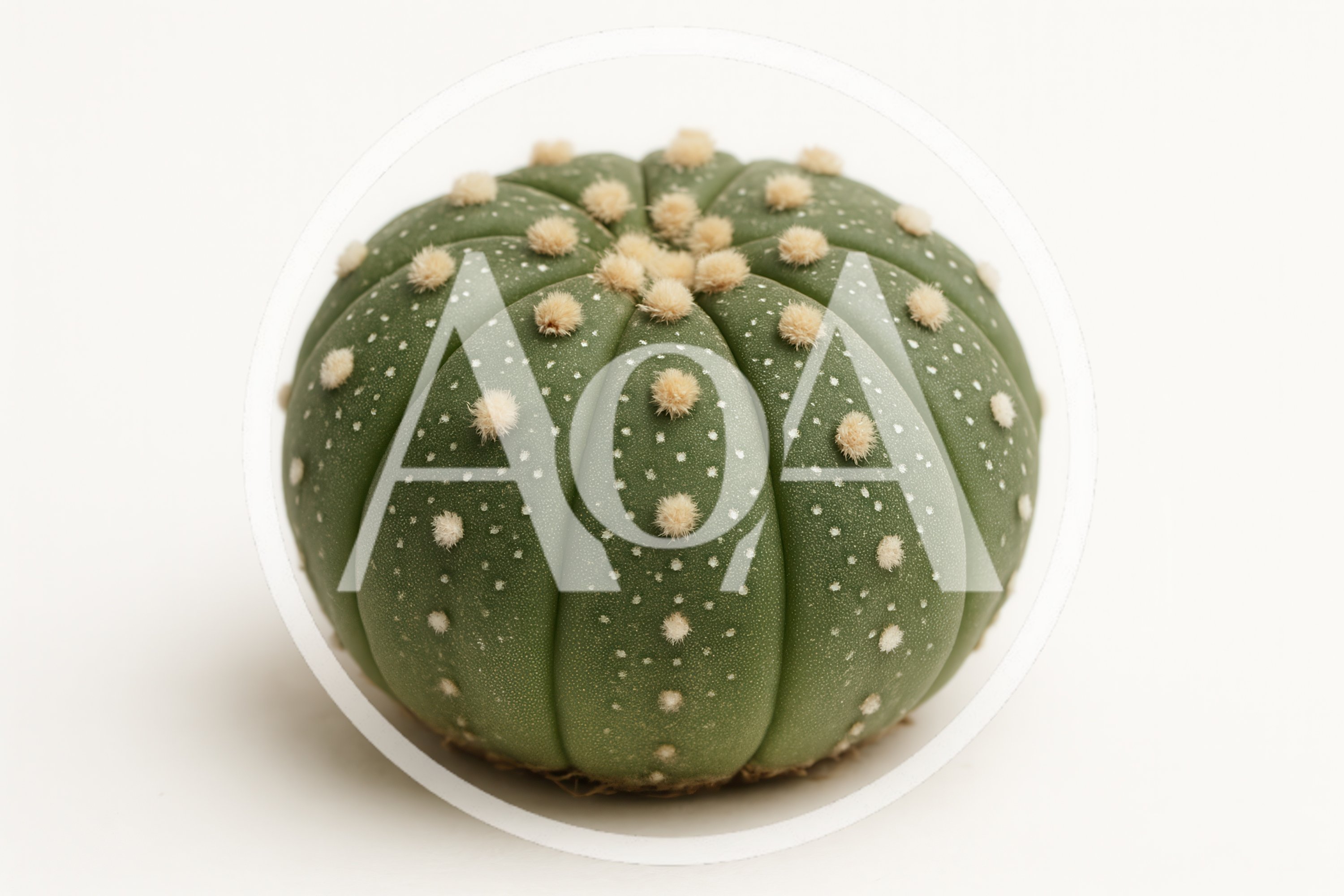 Astrophytum Asterias Cactus Isolated On White Background