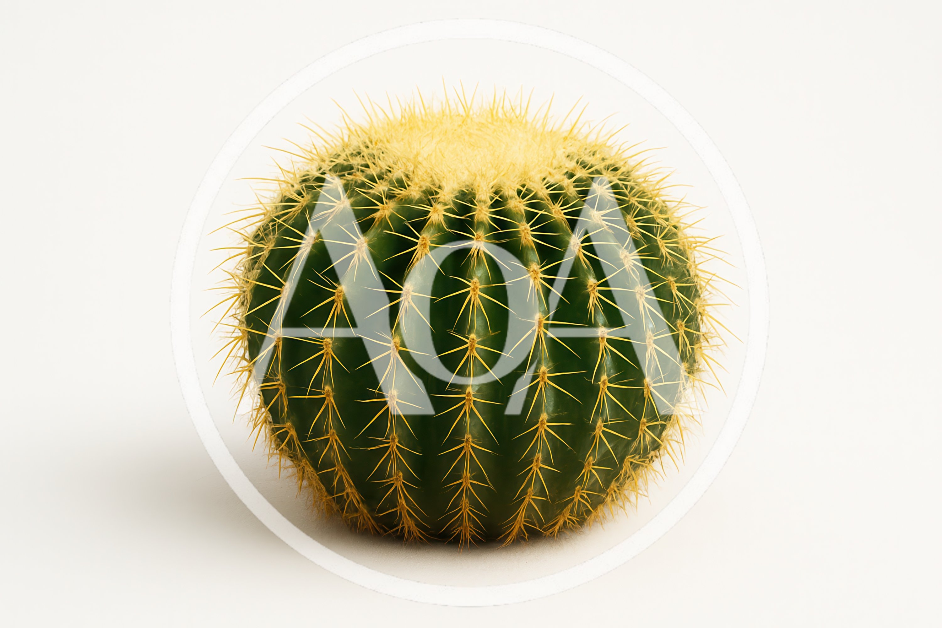 Golden Barrel Cactus Isolated On White Background