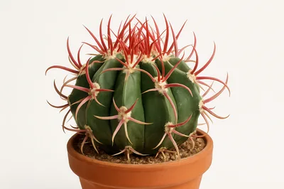 Ferocactus Cactus With Red Spines In Terracotta Pot