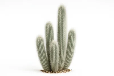 Group Of Four Columnar Cacti On White Background