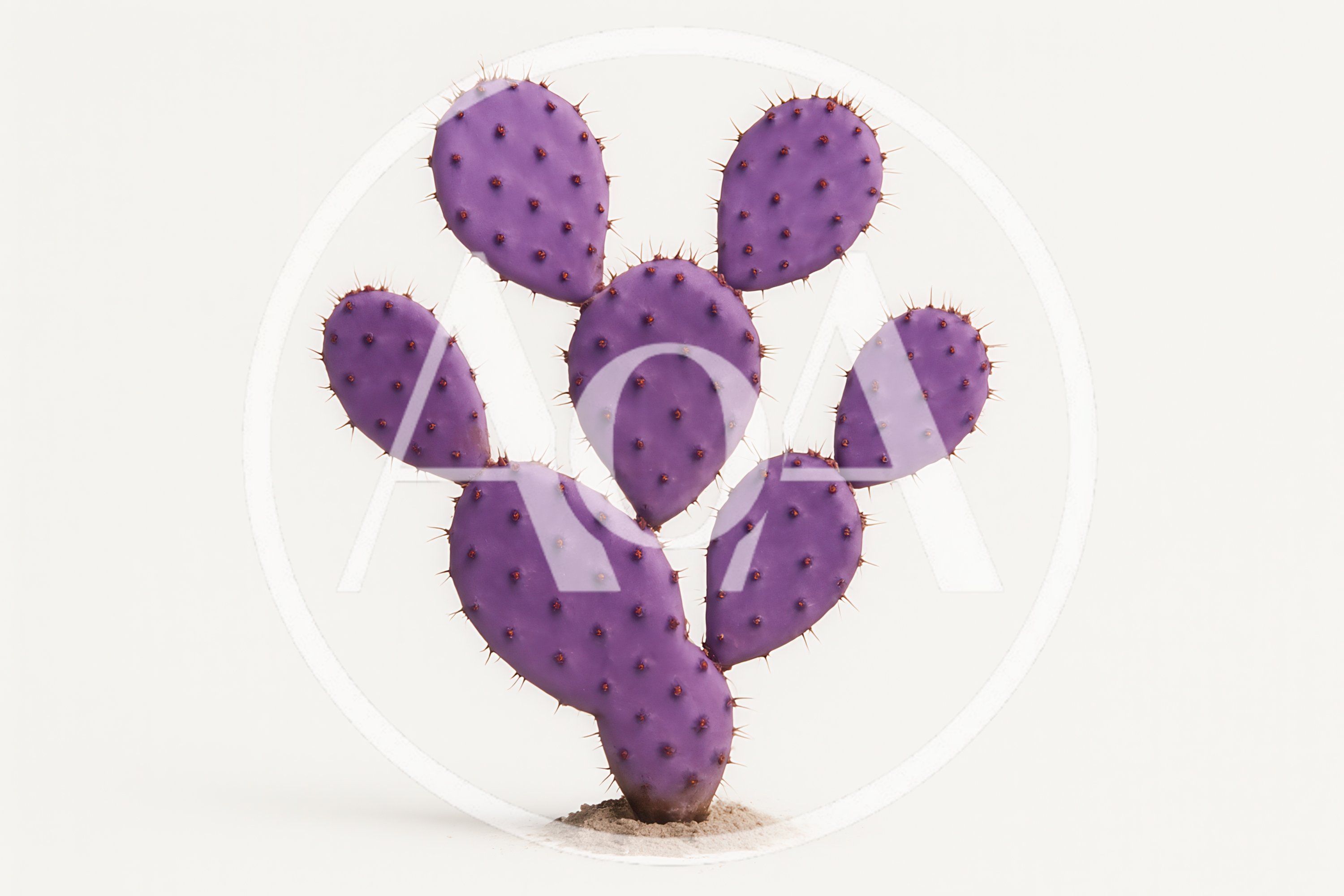 Purple Prickly Pear Cactus Isolated On White Background