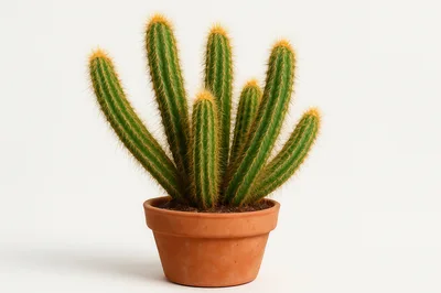 Potted Cactus Plant With Multiple Stems