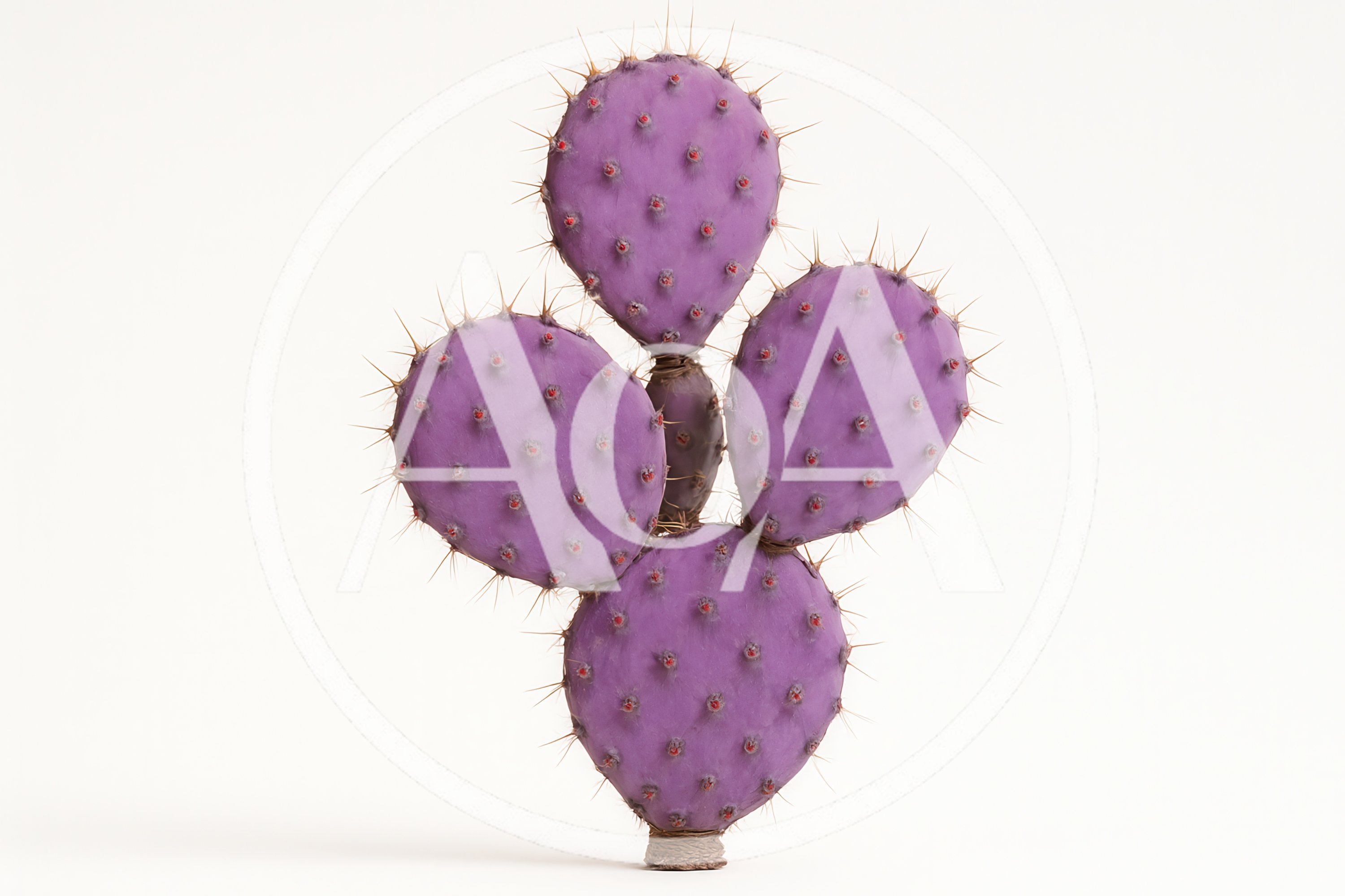 Purple Prickly Pear Cactus Isolated On White Background