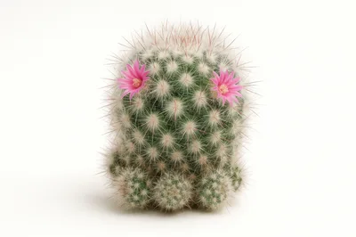 Small Mammillaria Cactus With Two Pink Flowers