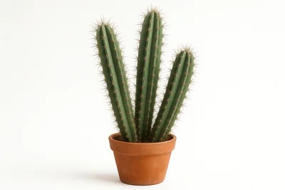 Three Columnar Cacti In A Terracotta Pot