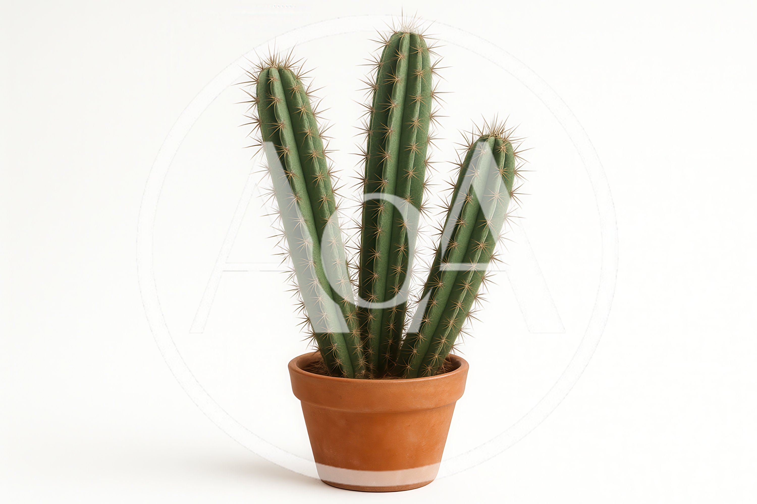 Three Columnar Cacti In A Terracotta Pot